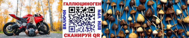 Купить где  Тихвин  Псилоцибиновые грибы MAGIC MUSHROOMS 
